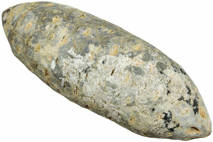 Fossil Cycadophyte Seed Cone - Boujdour, Morocco #234130